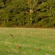 vanaf het balkon, zie je de hertjes verderop uit het bos komen